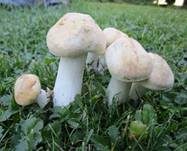 Mairitterling, Foto 11