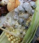 Maisbeulenbrand, Foto 22
