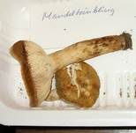 Mandeltäubling, Foto 24