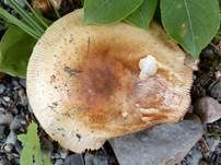Mandeltäubling, Foto 7