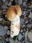 Mandeltäubling, Foto 8