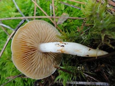Bitterster Schleimfuß, Foto 5