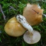 Bitterster Schleimfuß, Foto 6