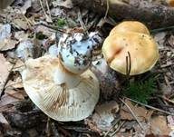 Bitterster Schleimfuß, Foto 11