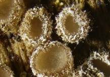 Marmoriertes Weißspitz-Haarbecherchen, Foto 5