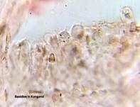 Maronenröhrling, Foto 45