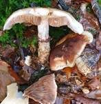 Marzipanfälbling, Foto 23