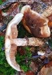 Marzipanfälbling, Foto 24