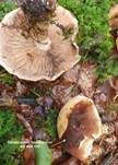Marzipanfälbling, Foto 26
