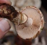 Marzipanfälbling, Foto 10