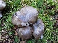 Märzschneckling, Foto 13