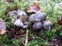 Märzschneckling, Foto 20
