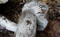 Märzschneckling, Foto 31