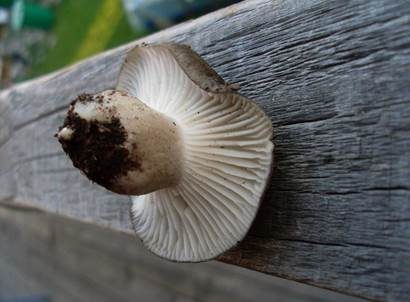 Märzschneckling, Foto 5
