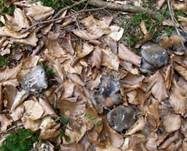 Märzschneckling, Foto 39