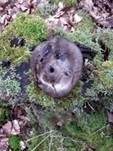 Märzschneckling, Foto 43