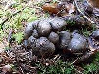Märzschneckling, Foto 7