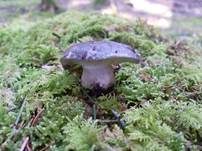 Märzschneckling, Foto 8