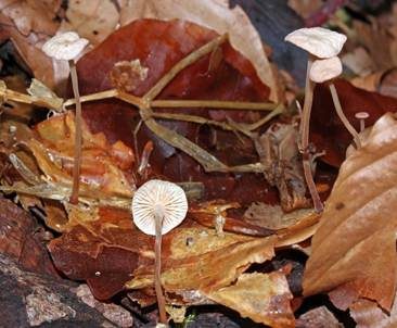 Matter Zwergschwindling, Foto 4