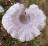 Mauernabeling, Foto 10