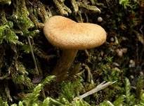 Bittersüßer Risspilz, Foto 6