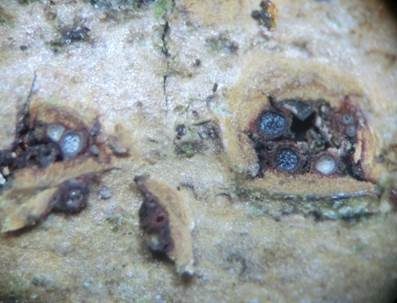 Mauersporiger Robinienkernpilz, Foto 2