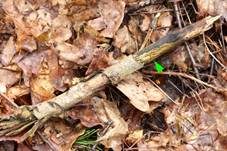 Maulbeerkugelpilz, Foto 11