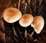 Mäuseschwänzchen, Foto 13