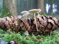 Mäuseschwänzchen, Foto 16