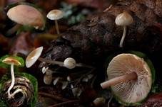Mäuseschwänzchen, Foto 17