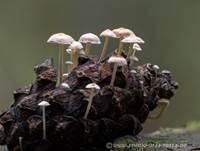 Mäuseschwänzchen, Foto 20