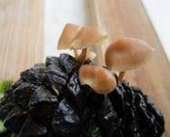 Mäuseschwänzchen, Foto 21