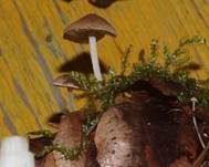 Mäuseschwänzchen, Foto 24