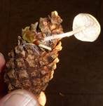 Mäuseschwänzchen, Foto 25