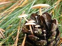 Mäuseschwänzchen, Foto 6