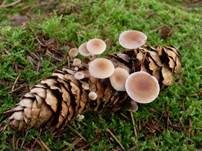 Mäuseschwänzchen, Foto 7