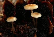 Mäuseschwänzchen, Foto 8