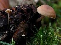 Mäuseschwänzchen, Foto 10