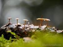 Mäuseschwänzchen, Foto 11