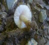 Mausgrauer Dachpilz, Foto 5