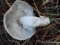 Mausgrauer Erdritterling, Foto 14