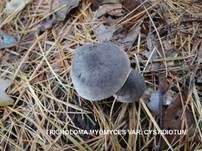 Mausgrauer Erdritterling, Foto 18