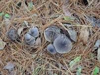 Mausgrauer Erdritterling, Foto 20