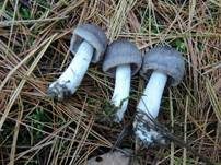 Mausgrauer Erdritterling, Foto 21