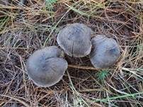 Mausgrauer Erdritterling, Foto 10