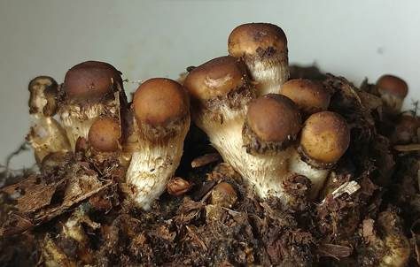 Medusenhaupt, Foto 3