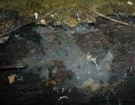 Mehlige Wachshaut, Foto 8