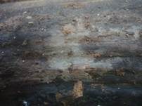 Mehlige Wachshaut, Foto 10