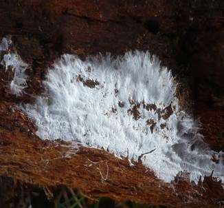 Mehliger Stachelsporling, Foto 2