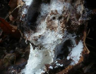 Mehliger Stachelsporling, Foto 4